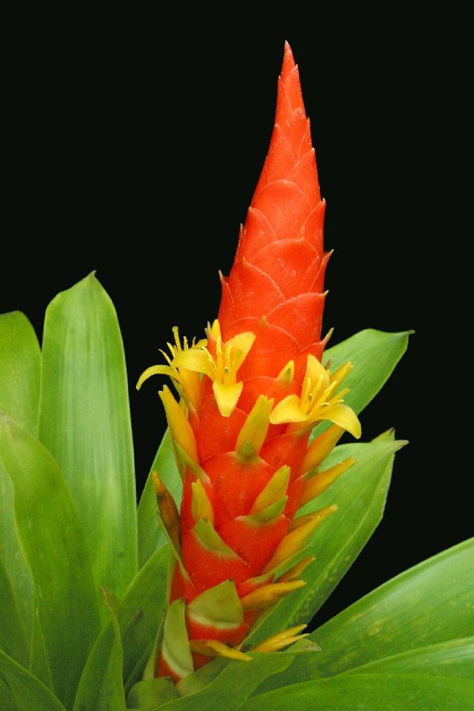 گازمانیا برترونیانا